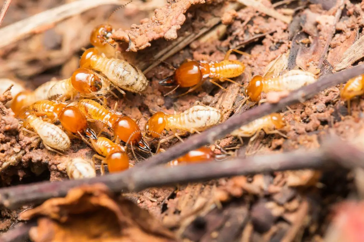 The Main Types Of Termites