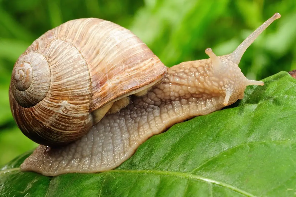 The Most Fascinating Animals That Live In  Shells

