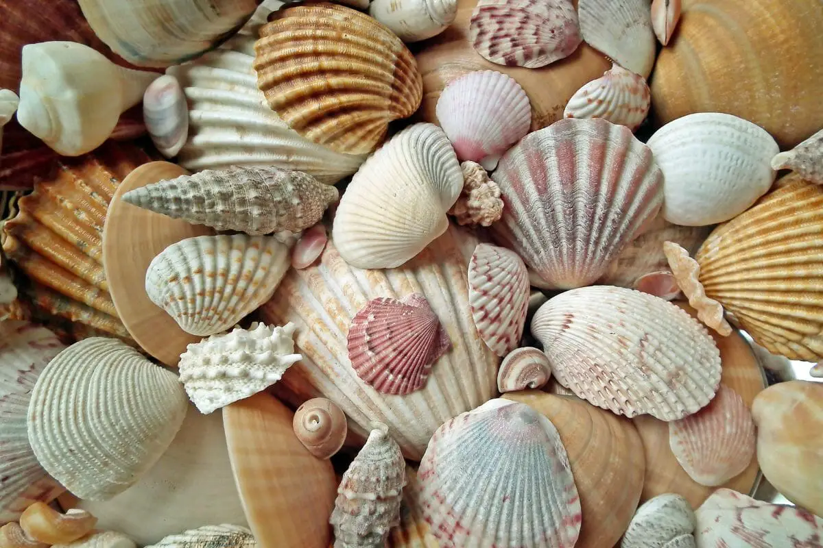 The Most Fascinating Animals That Live In  Shells
