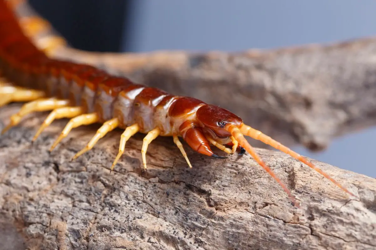 The Most Interesting Types Of Centipedes