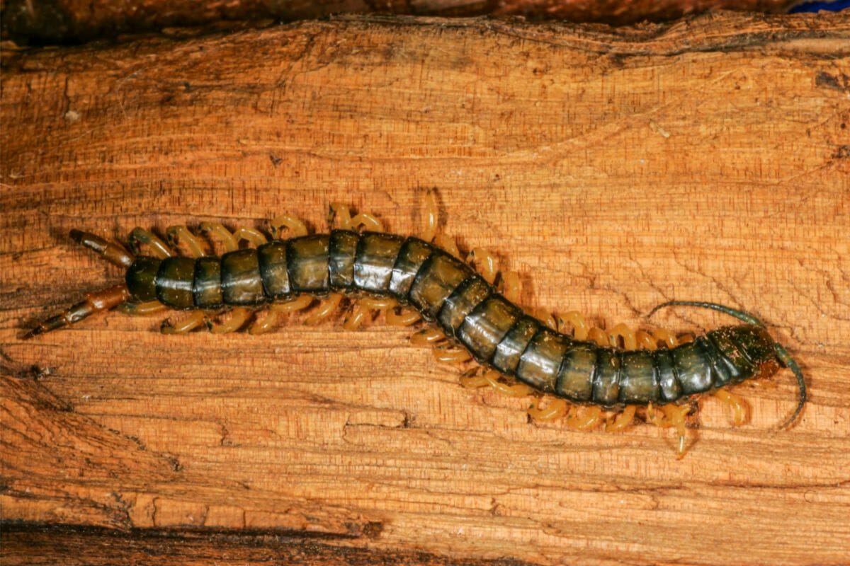 The Most Interesting Types Of Centipedes 