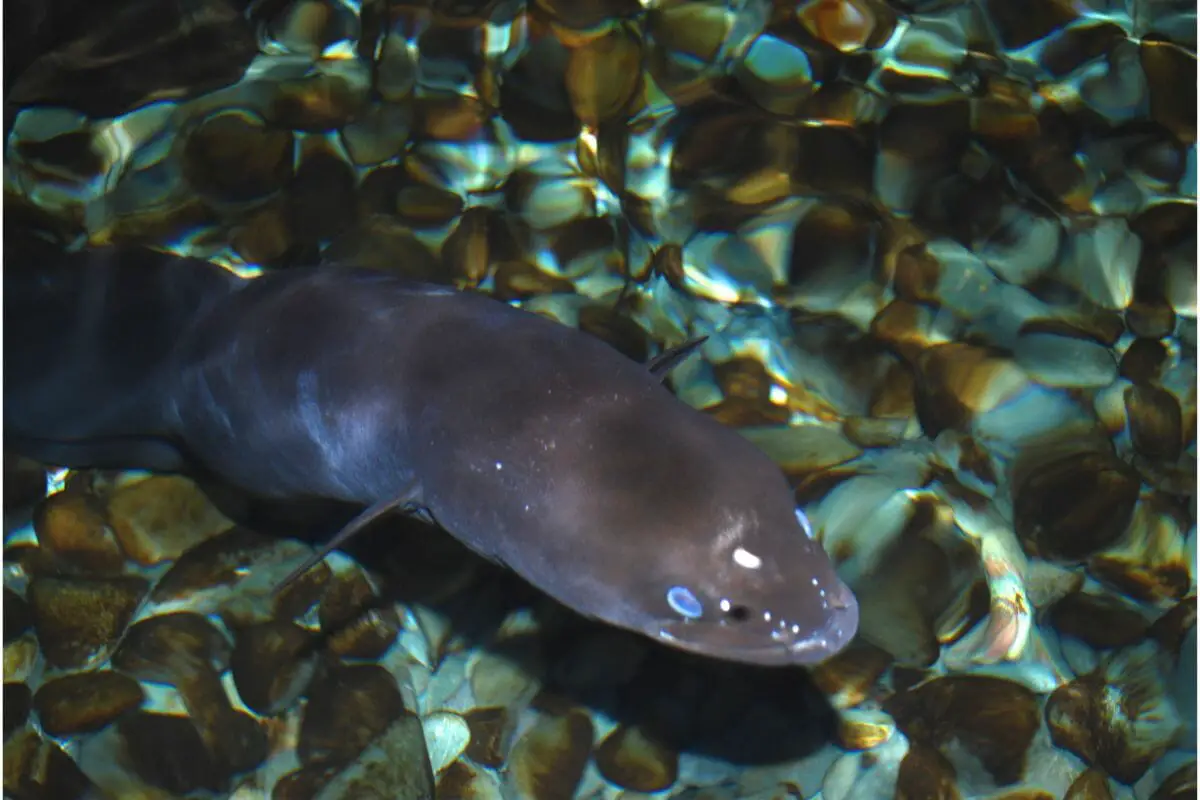 The Slipperiest Fish In The Sea! 12 Types Of Eels