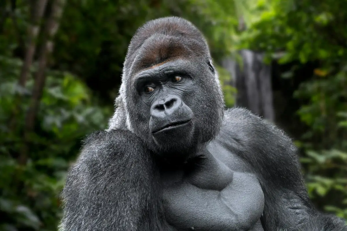 The Types Of Gorillas And How They Differ From One Another