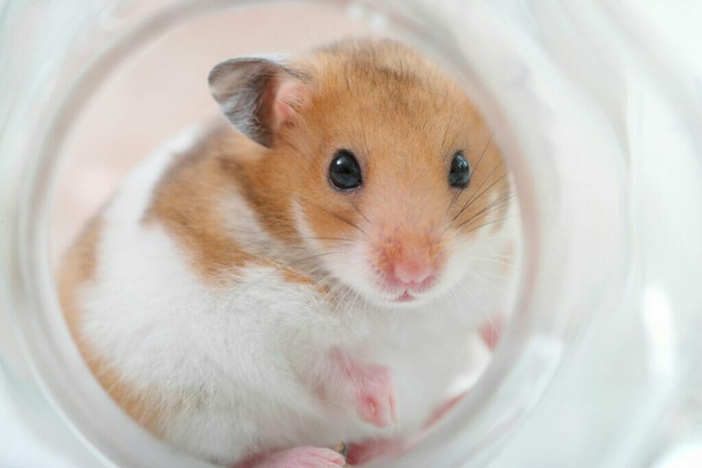 The Ultimate Guide To Hamsters - Food, Care, Health