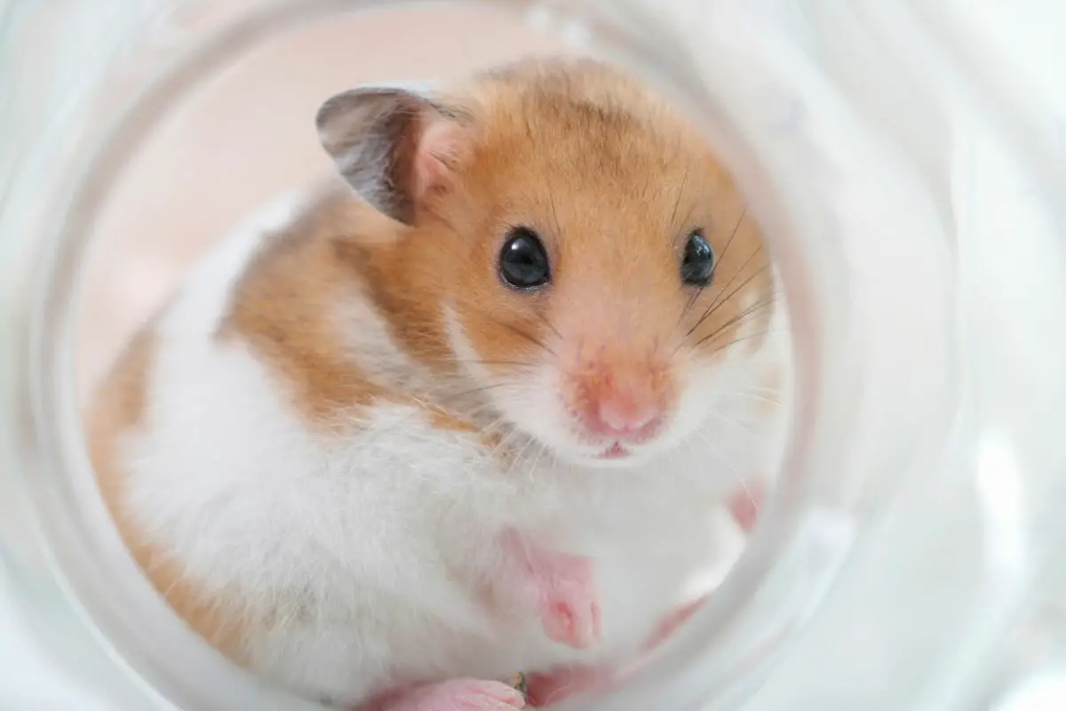 The Ultimate Guide To Hamsters