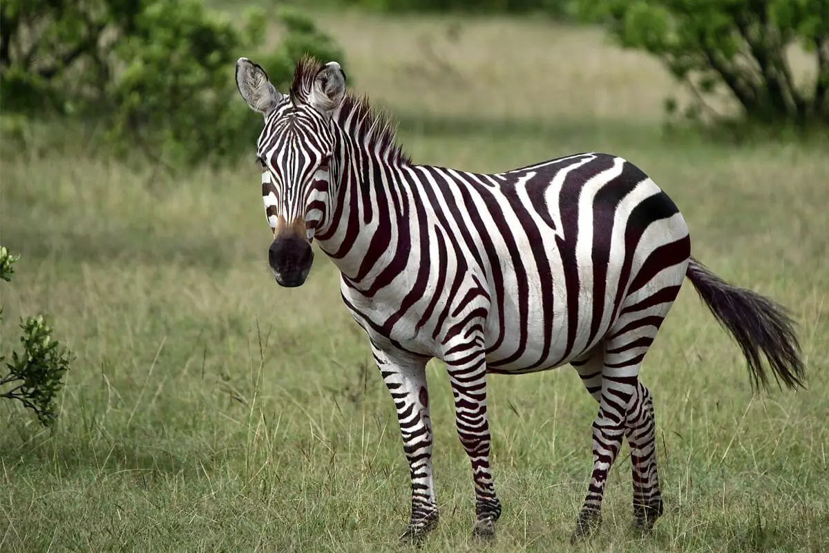 The Zebra 