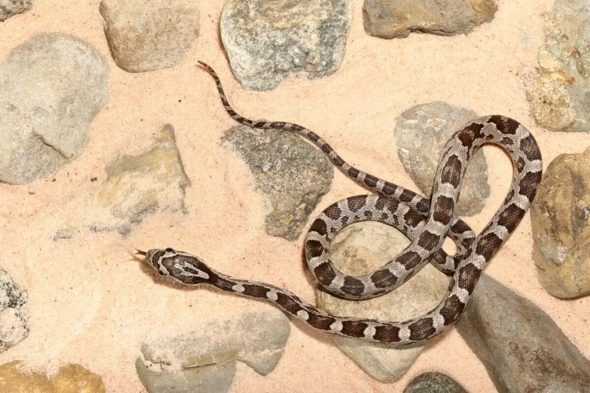 Top 13 Types Of Corn Snakes 