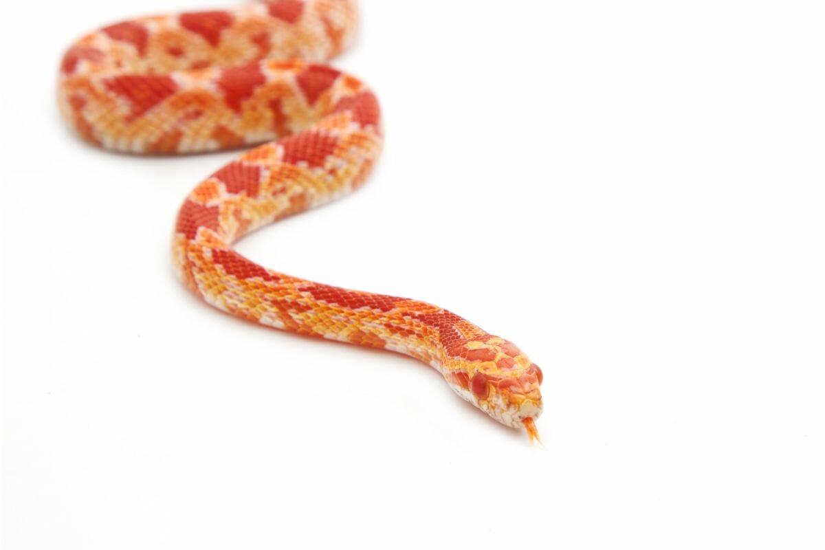 Top 13 Types Of Corn Snakes 