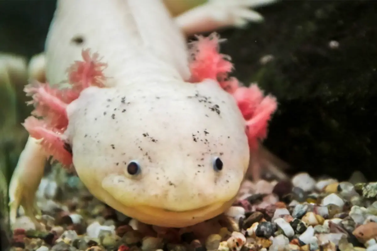 Types Of Axolotl