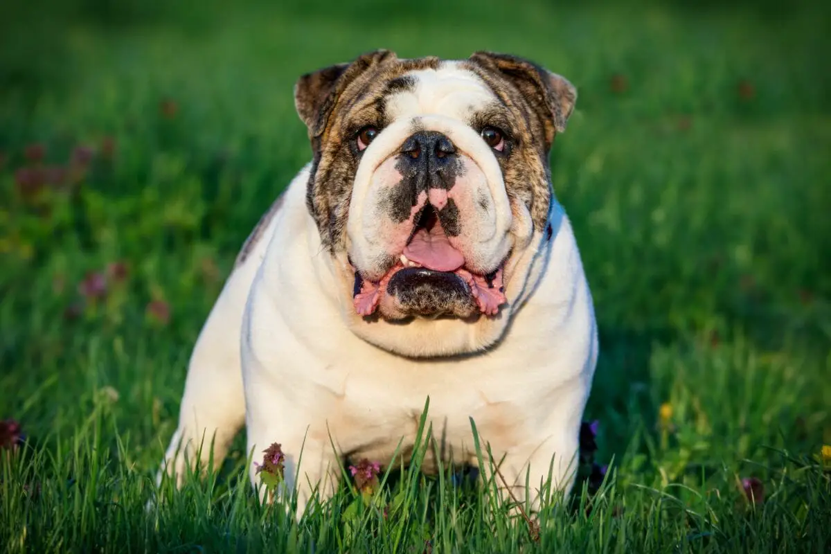Types Of Bulldog From Around The World