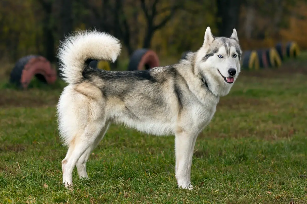 Types Of Huskies You May Or May Not Know