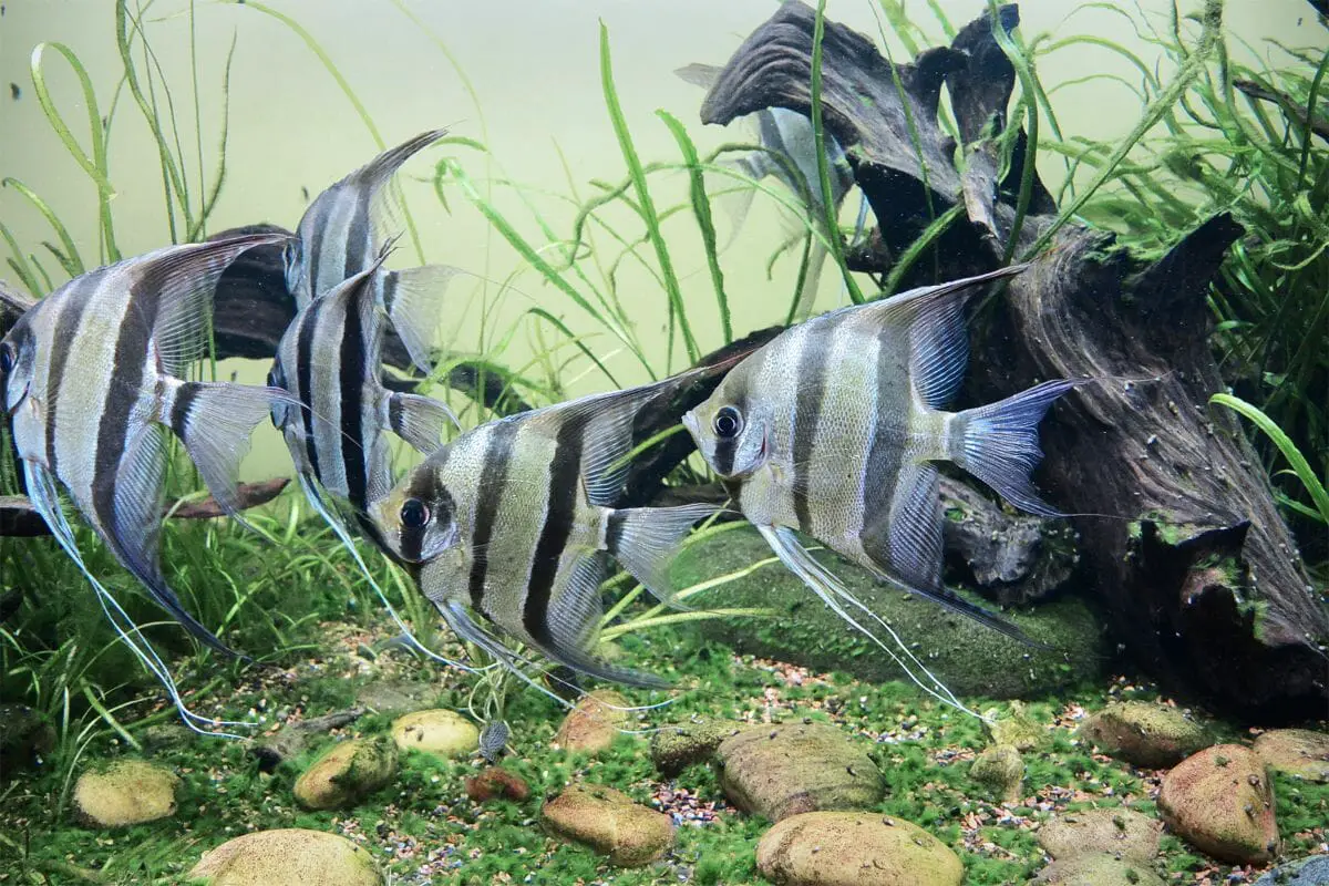 Types of Freshwater and Saltwater Angelfish