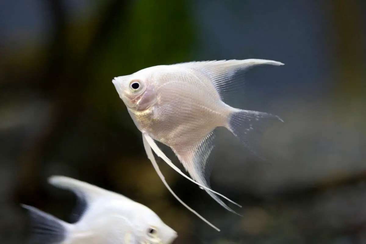 Types of Freshwater and Saltwater Angelfish