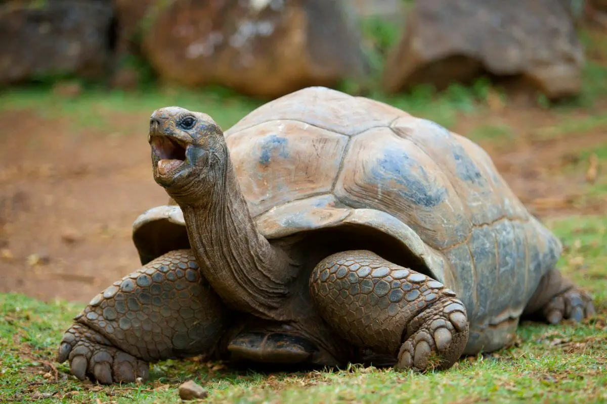 Unique and Interesting Species of Tortoise