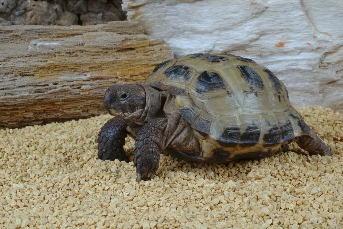 Unique and Interesting Species of Tortoise 