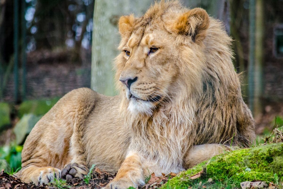 What Are The Different Types Of Lions? 