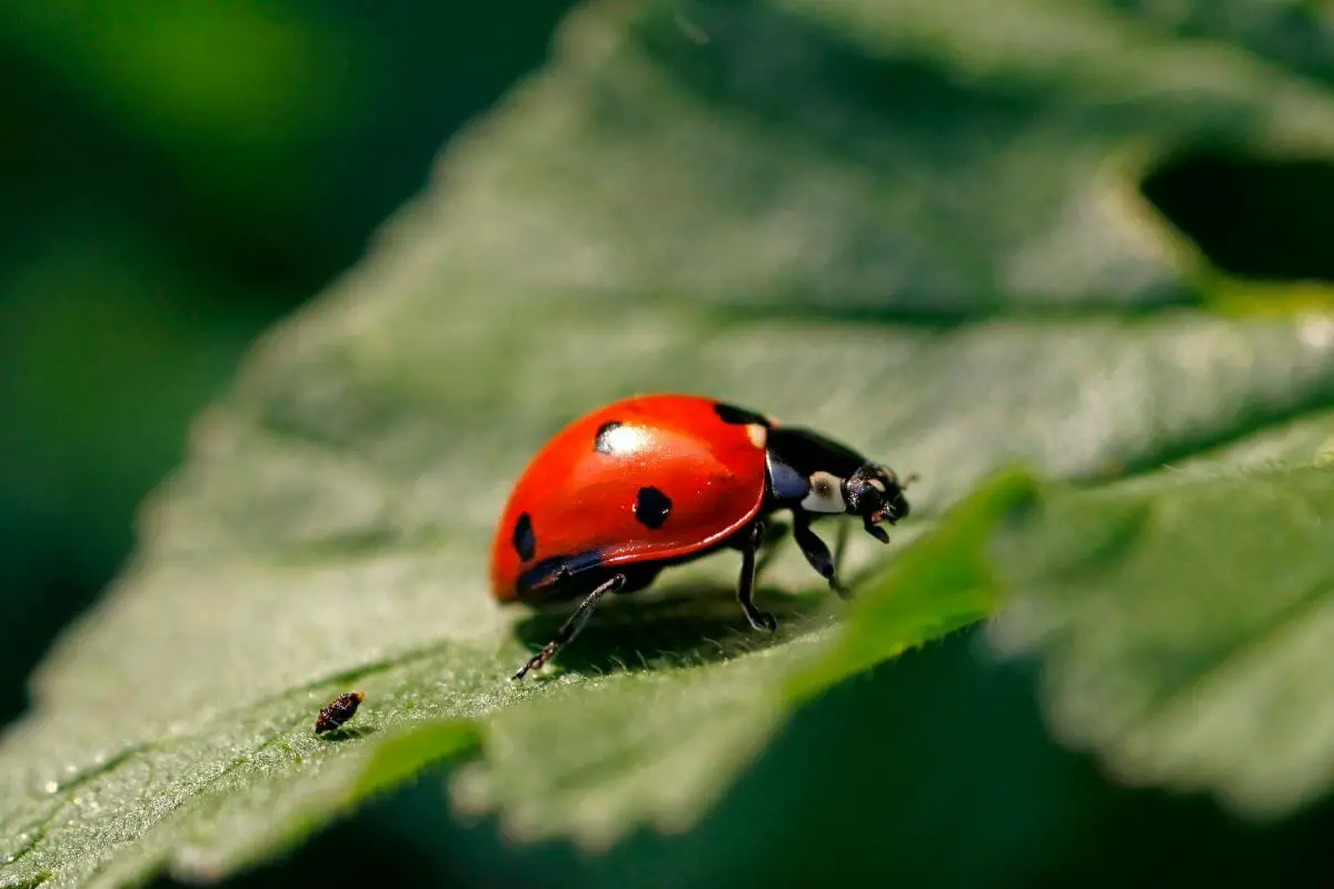 What Makes A Ladybug A Ladybug? - Top Facts About Ladybugs