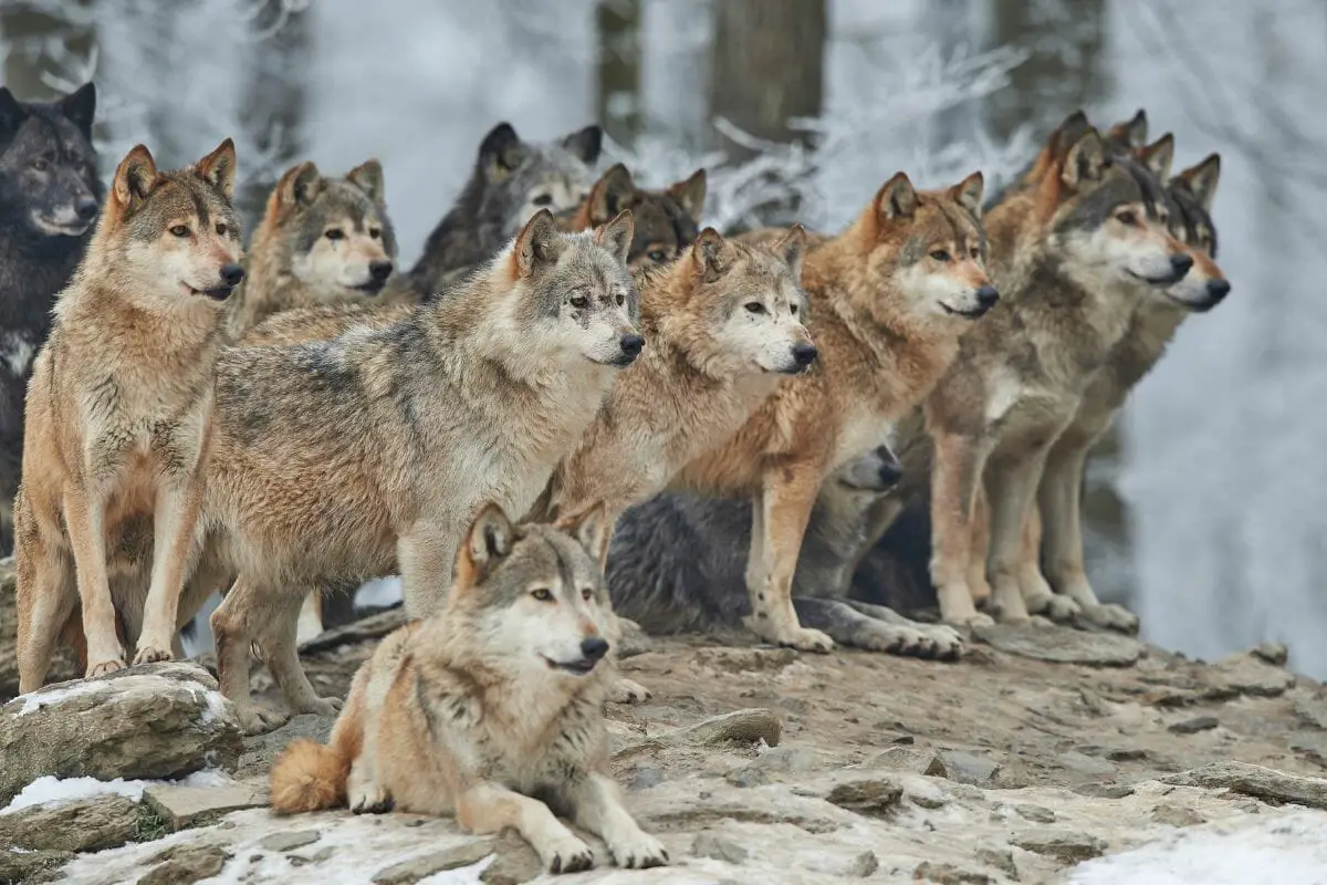 Wolves 