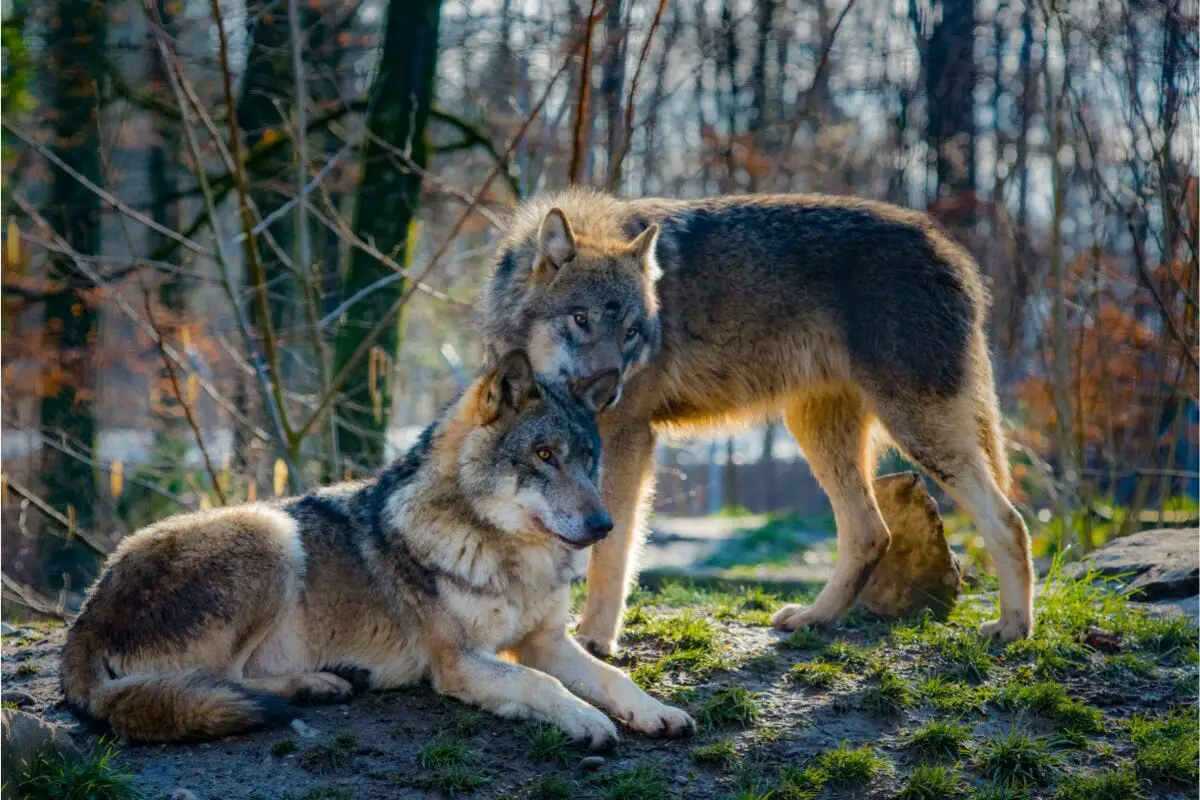 Wolves In Europe
