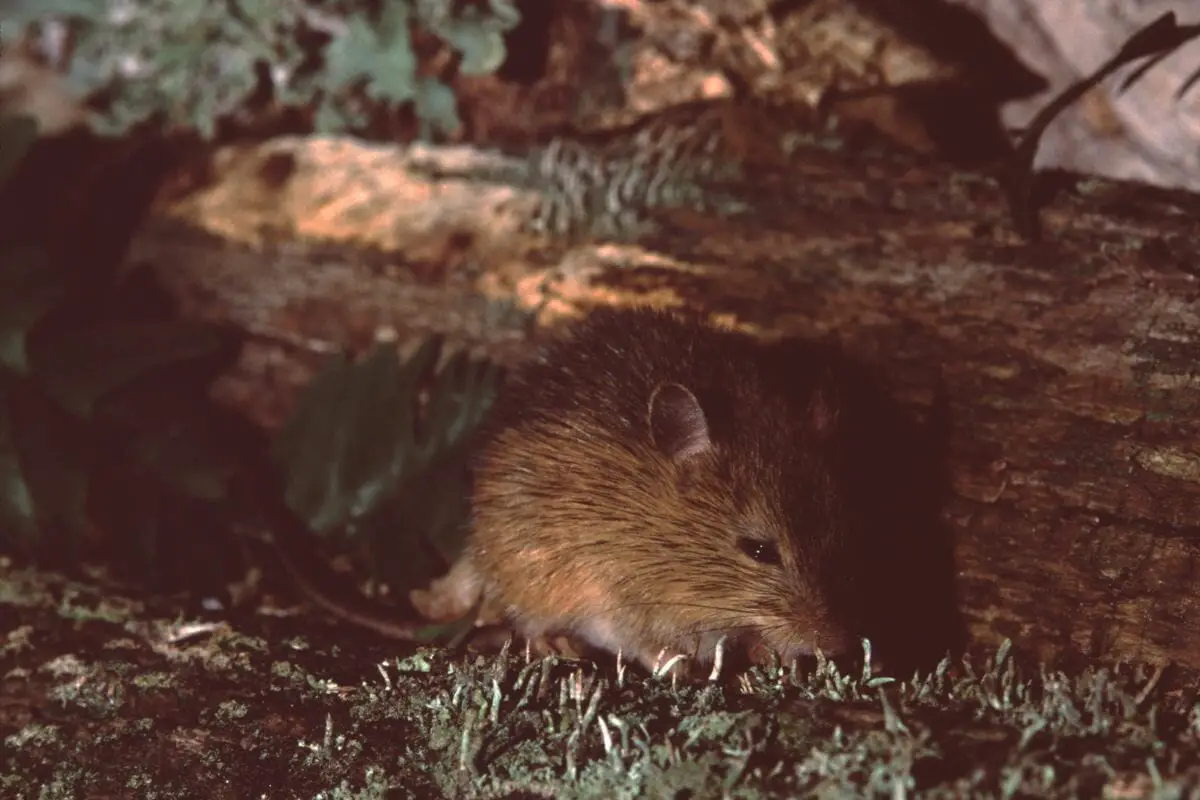 Woodland Jumping Mouse
