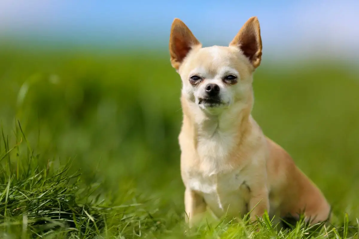5 Different Types Of Chihuahua: Official And Unofficial Breeds