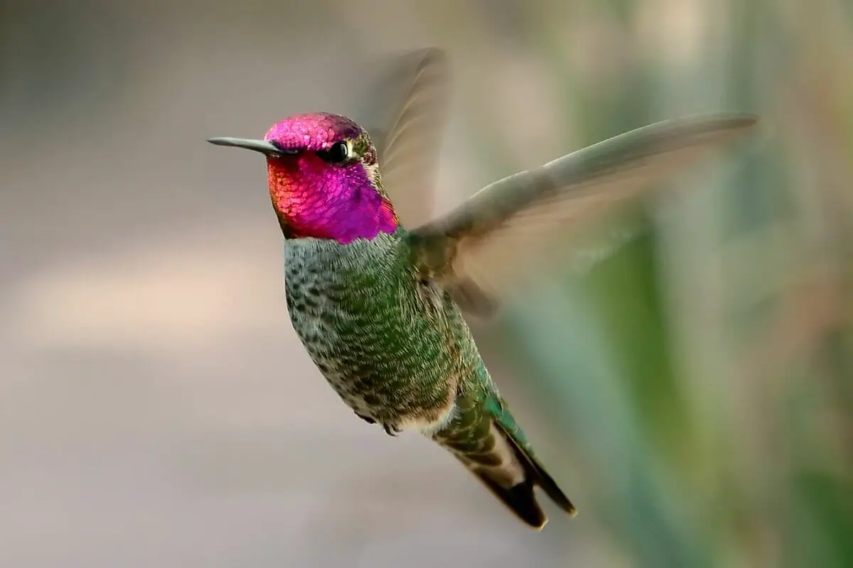 5 Types Of Humming Birds In North America