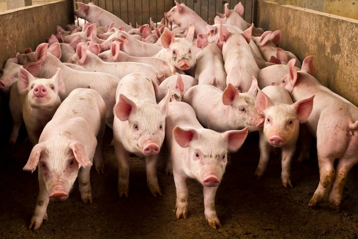 6 Types Of Pigs That You Need To Know About