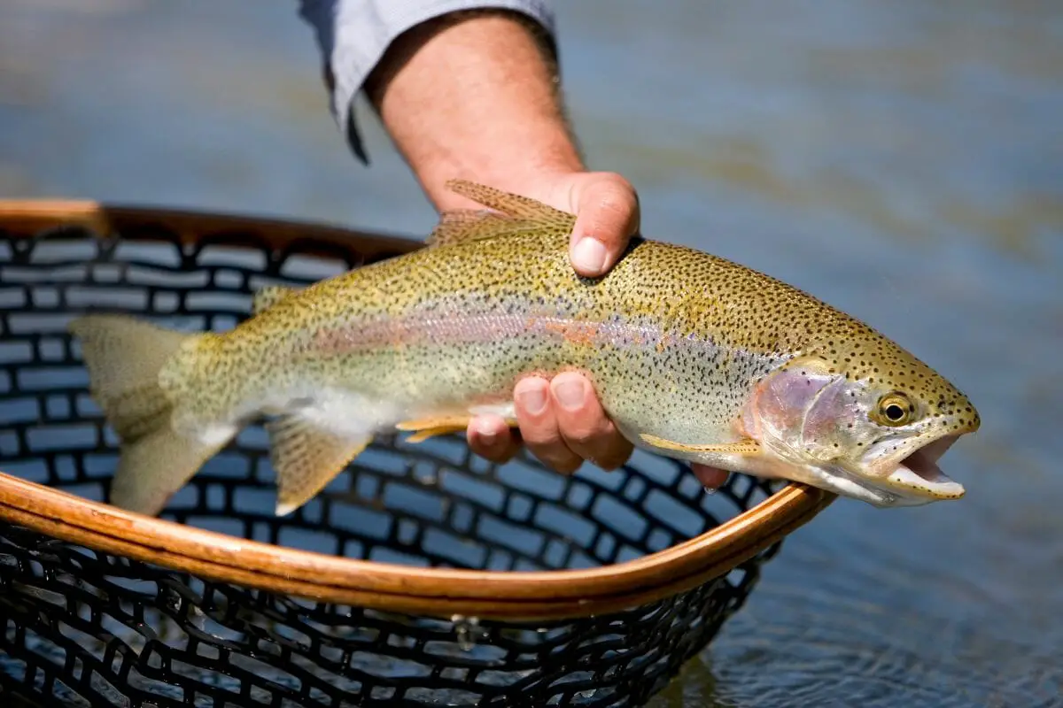 6 Types Of Trout Found In North America