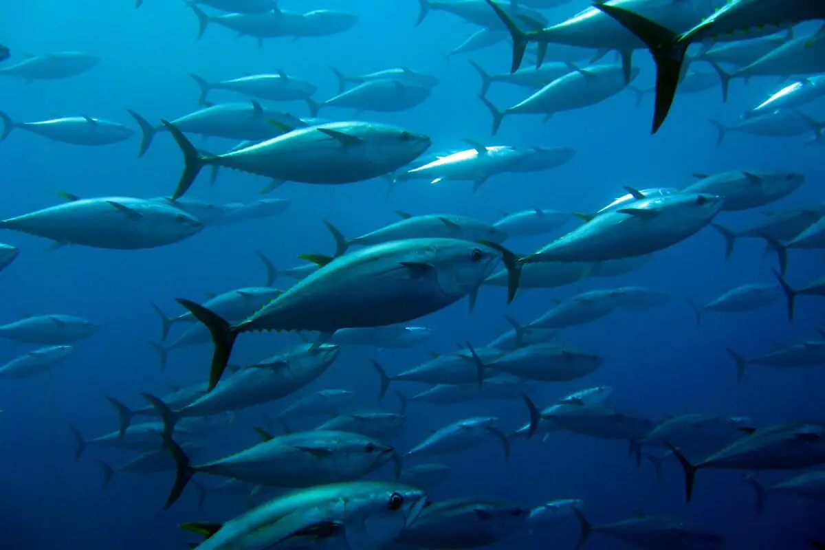 9 Common Types Of Tuna