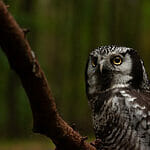 Northern hawk owls
