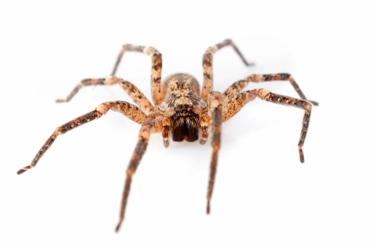 Common Types Of House Spider (Venomous)