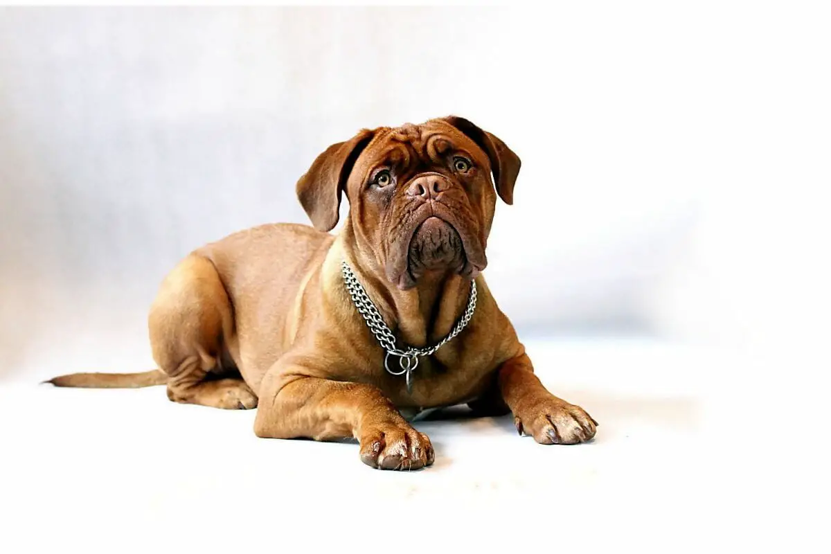 Everything You Need To Know And More About Mastiffs