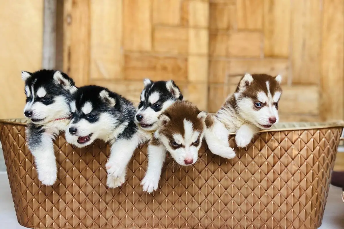 What Are The Different Types Of Huskies?
