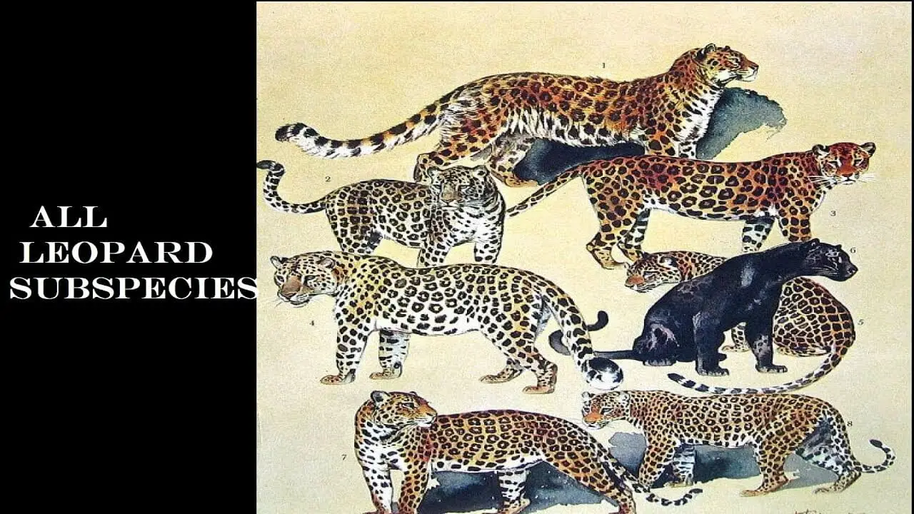 types of leopards list