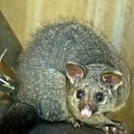 5 Amazing Facts About Brushtail Possums