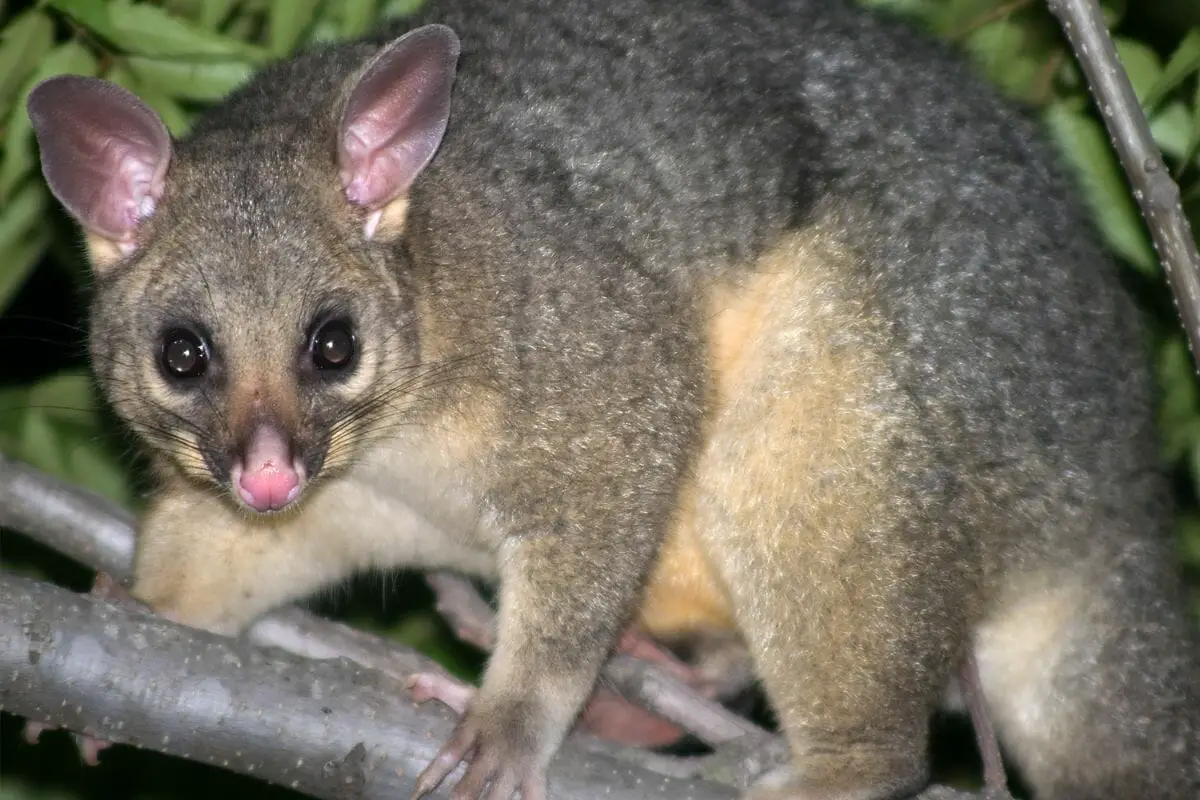 Amazing Facts About Brushtail Possums