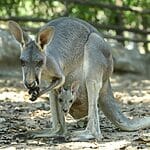 Are Kangaroos Born Without Hind Legs? (Everything You Need To Know)