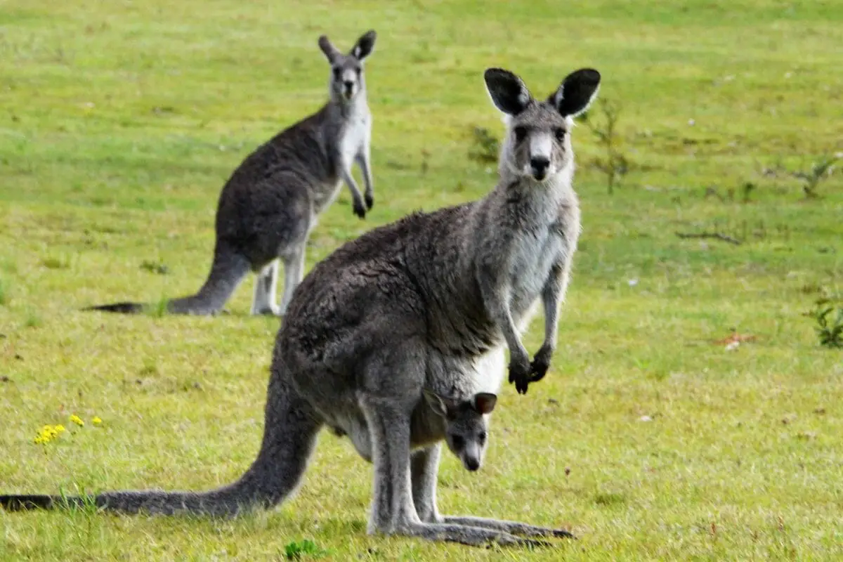 Are Kangaroos Born Without Hind Legs? (Everything You Need To Know) 