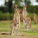 Are Kangaroos Dangerous?