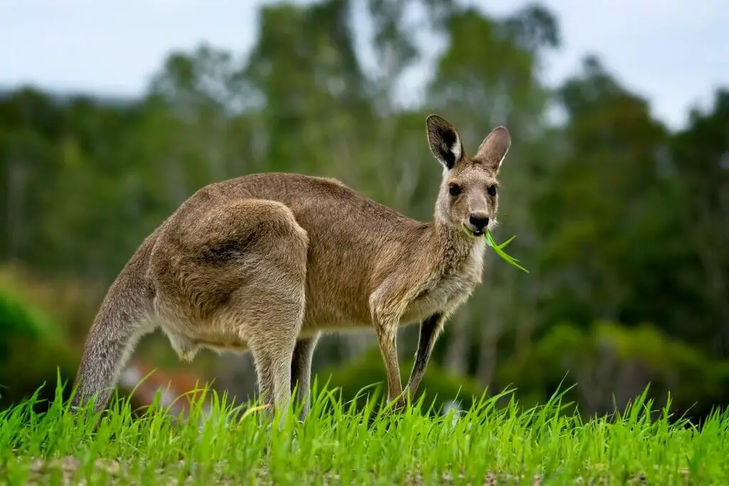 Are Kangaroos Herbivores