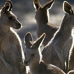Are Kangaroos Smart?