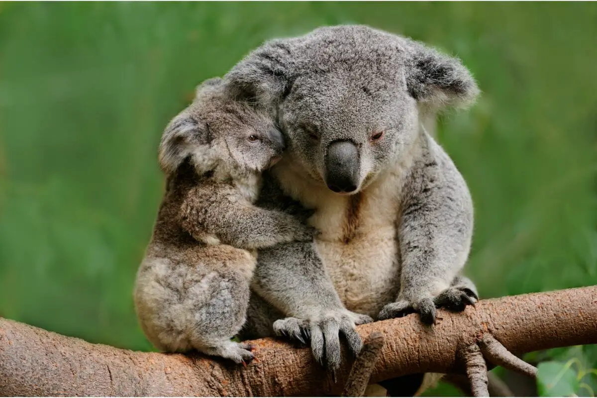 Are Koala Bears Nocturnal? 