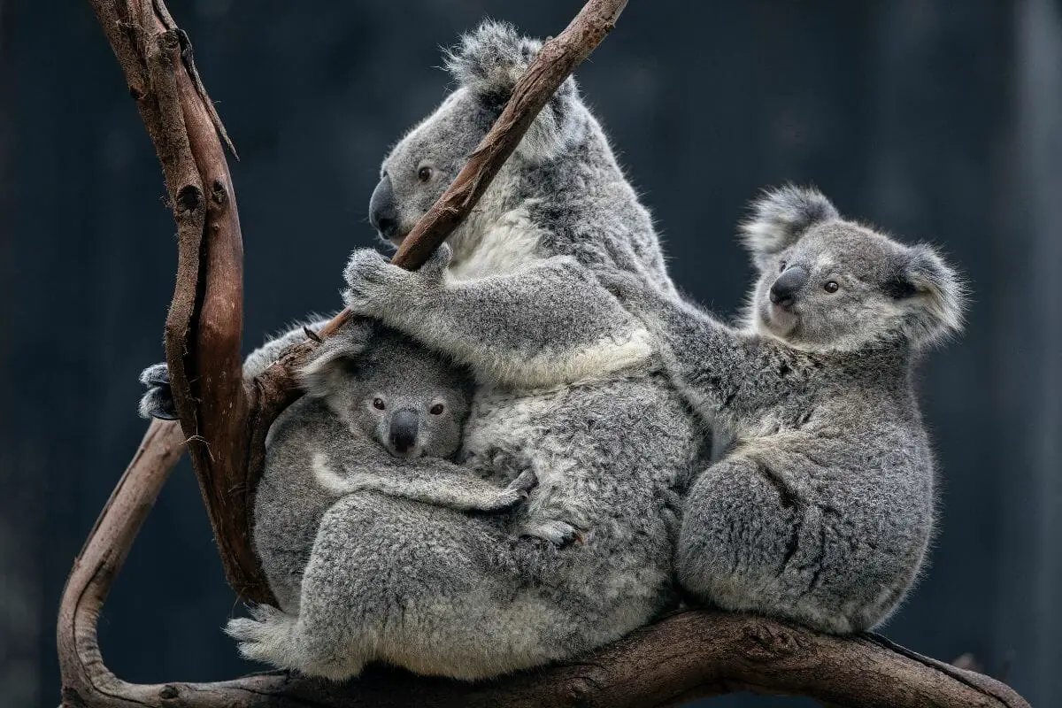 Are Koalas Dangerous?  