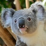 Are Koalas Smart?