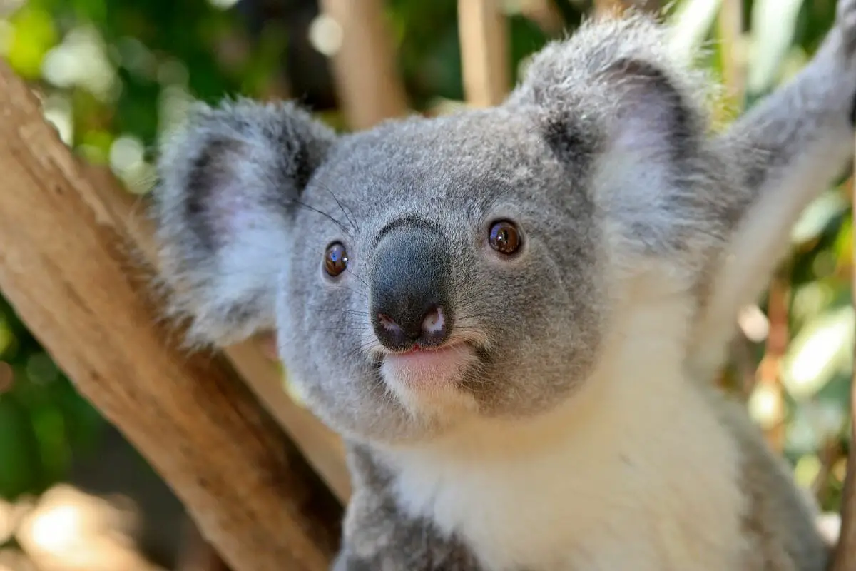 Are Koalas Smart?