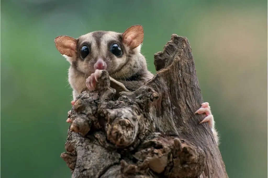 Are Sugar Gliders Legal In California? The Current Laws Explained