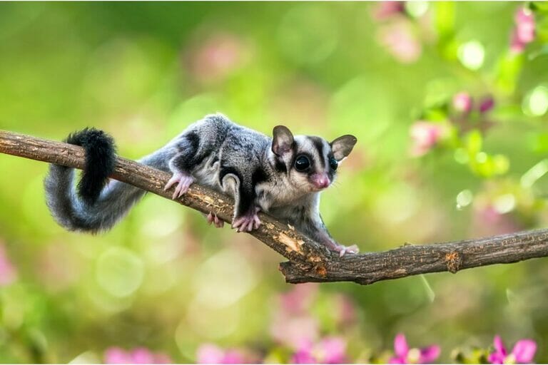 Are Sugar Gliders Legal In California? The Current Laws Explained