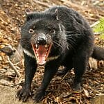 Are Tasmanian Devils Dangerous? (The Answer Is Yes!)