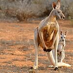 Are There Any Kangaroos In Africa?