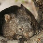 Are Wombats Dangerous?